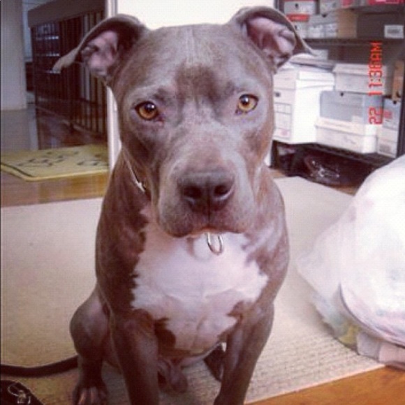 Hello Poshers!!! - Picture 4 of 4